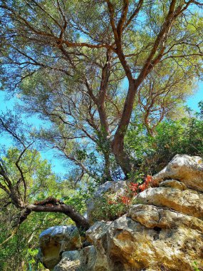 Mediterranean Landscape: Vigorous Vegetation on Rock Formations.Force of Nature: Tree with Deep Roots Among the Rocks.