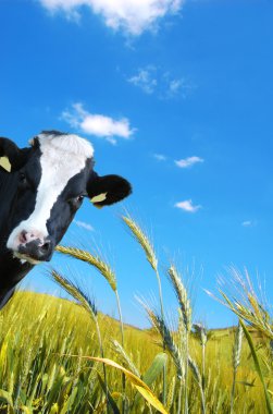 İnek bir arka planını yeşil çayır ve mavi bir gökyüzü, görünüyor