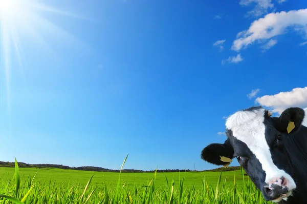 Krowa wygląda na tle zielonej łące i błękitne niebo — Zdjęcie stockowe