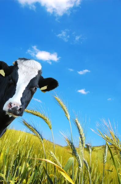 Vache regarde avec un fond d'une prairie verte et un ciel bleu — Photo