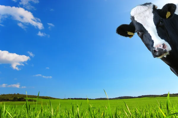 A vaca olha com um contexto de um prado verde e um céu azul — Fotografia de Stock