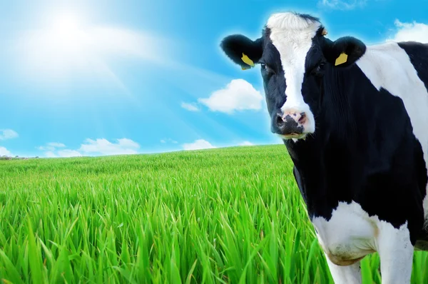 Vache regarde avec un fond d'une prairie verte et un ciel bleu — Photo