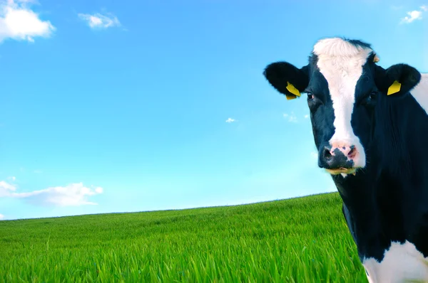A vaca olha com um contexto de um prado verde e um céu azul — Fotografia de Stock