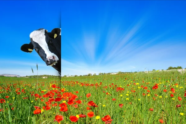 Niegrzeczny krowy na łące — Zdjęcie stockowe