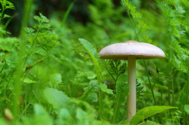 Çimlerde beyaz mantar