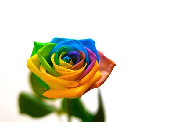 Piękny różowy tęcza tło multicolor — Zdjęcie stockowe