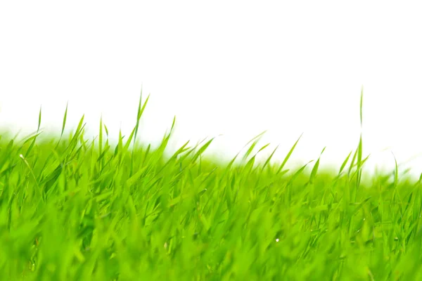 Strands of green grass — Stock Photo, Image