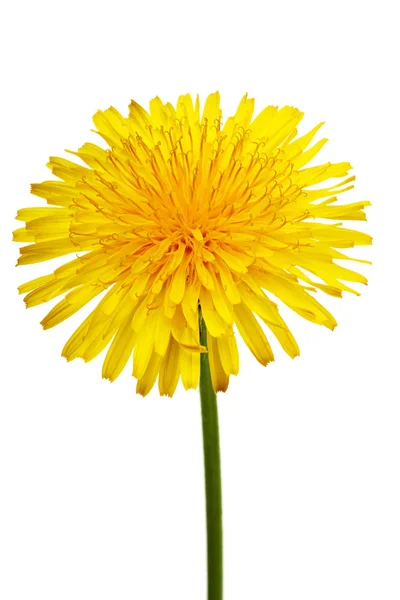 A flor amarela de um dente de leão fecha Imagens Royalty-Free