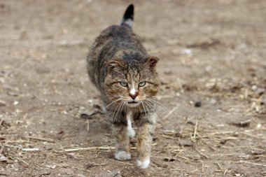 vahşi kedi