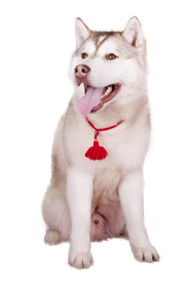 Собака на белом фоне — стоковое фото