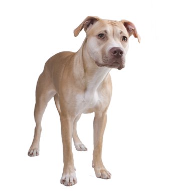 Beyaz bir arka plan üzerinde köpek