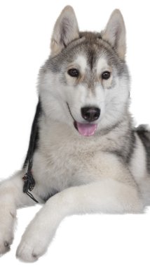 Beyaz bir arka plan üzerinde köpek