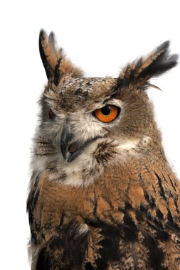 Kartal baykuş, beyaz arka plan üzerinde izole