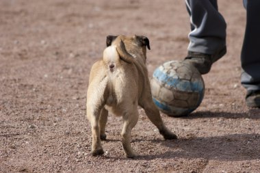 Pug topla oynar