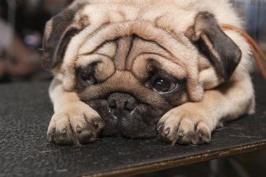üzgün pug