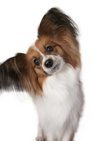 白い背景の上犬パピヨン — ストック写真