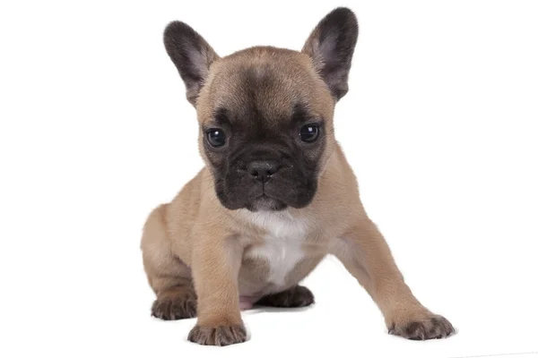 Cachorro francês bulldog — Fotografia de Stock
