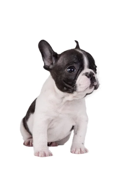 köpek yavrusu Fransız buldozer