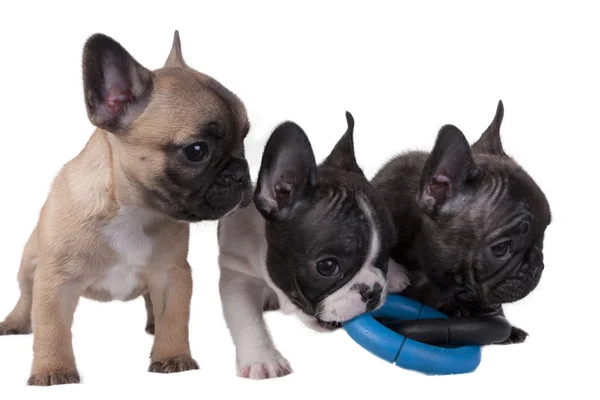 Cuccioli bulldog francese — Foto Stock