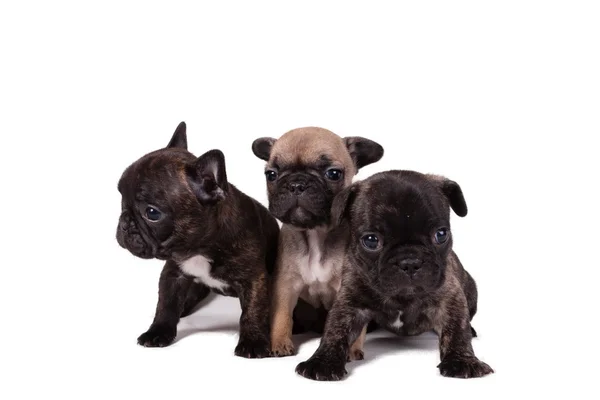 Cachorros bulldog francés — Foto de Stock