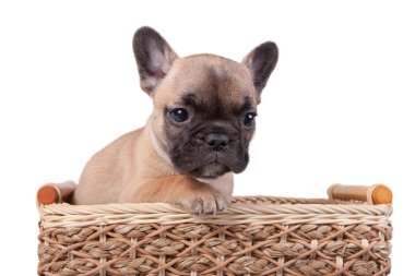 Bir sepet içinde oturan Fransız bulldog köpek yavrusu