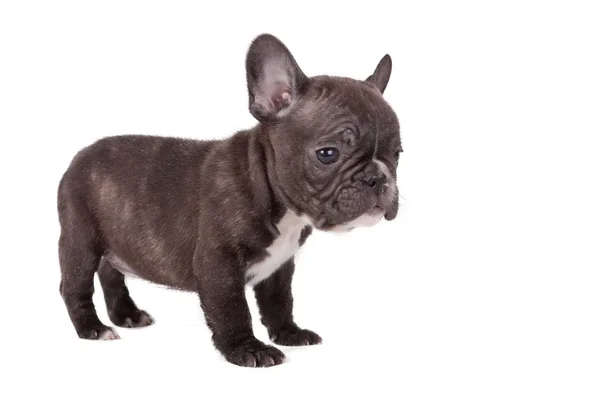 Cachorrinho de bulldog francês — Fotografia de Stock