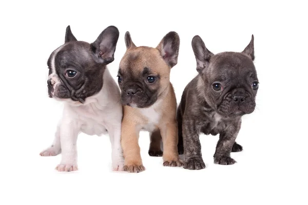 Tres cachorros Bulldog franceses — Foto de Stock
