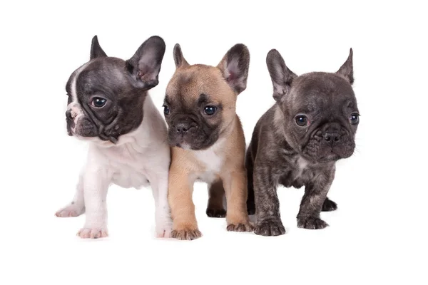 Tres cachorros Bulldog franceses —  Fotos de Stock