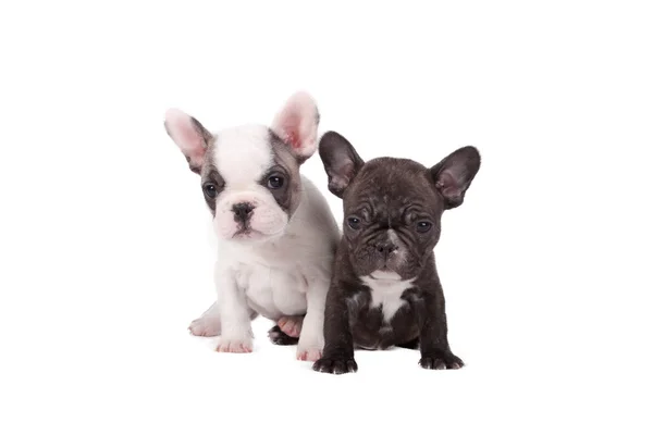 Dois cachorros buldogue franceses — Fotografia de Stock