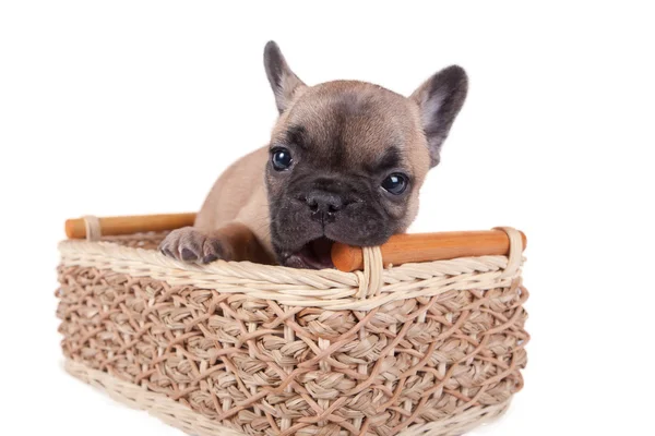 Franse bulldog pup zitten in een mand — Stockfoto