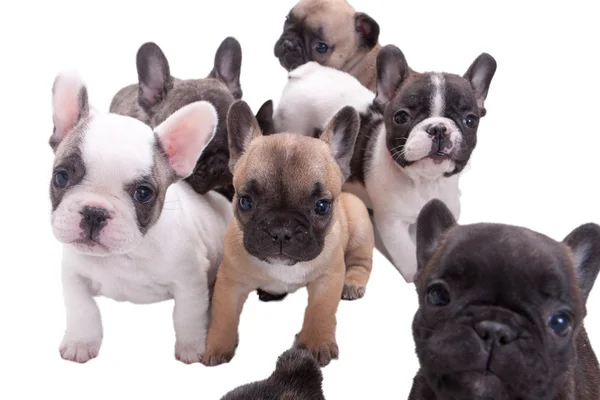Fransız bulldog yavruları