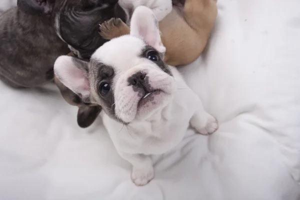 Fransız bulldog köpeği.