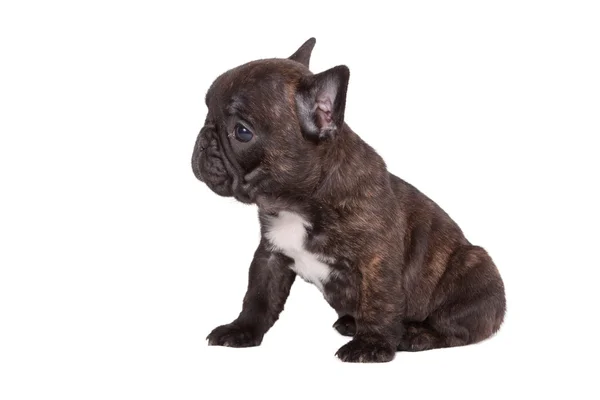 Francia bulldog kiskutya — Stock Fotó