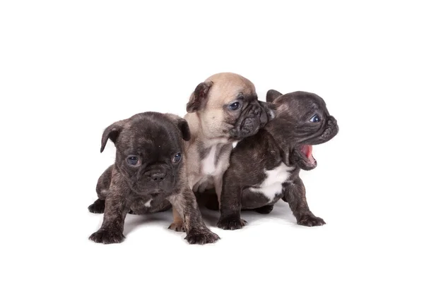 Tre cuccioli di Bulldog francese — Foto Stock