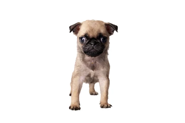 Pug puppy — Stockfoto