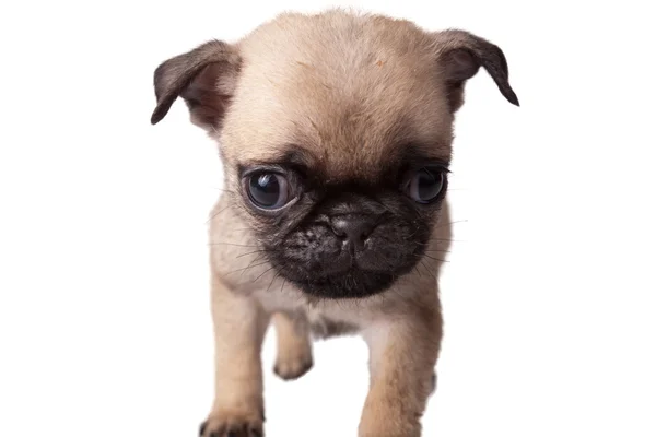 köpek pug