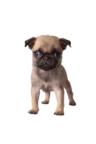 Puppy pug — Stock Photo, Image