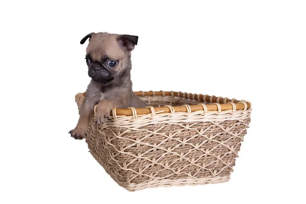 sepet içinde belgili tanımlık pug köpek yavrusu