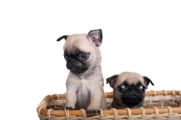 Twee pug puppy in een mand — Stockfoto