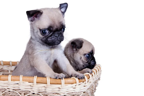 Sepet içinde iki pug köpek yavrusu — Stok fotoğraf