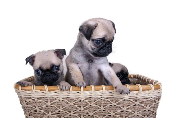 sepet içinde üç pug köpek yavrusu