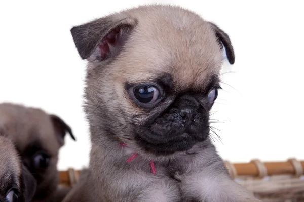 Cachorro de tres pug en una cesta —  Fotos de Stock