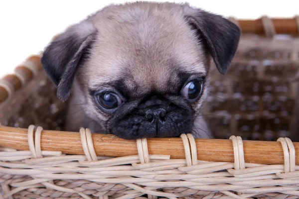 sepet içinde belgili tanımlık pug köpek yavrusu