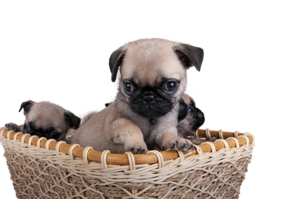 Drie pug puppy in een mand — Stockfoto
