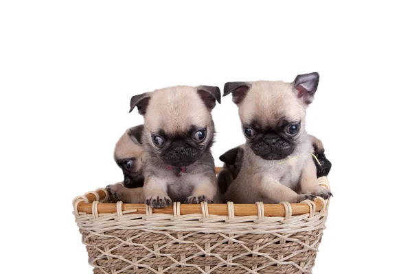 sepet içinde dört pug köpek yavrusu