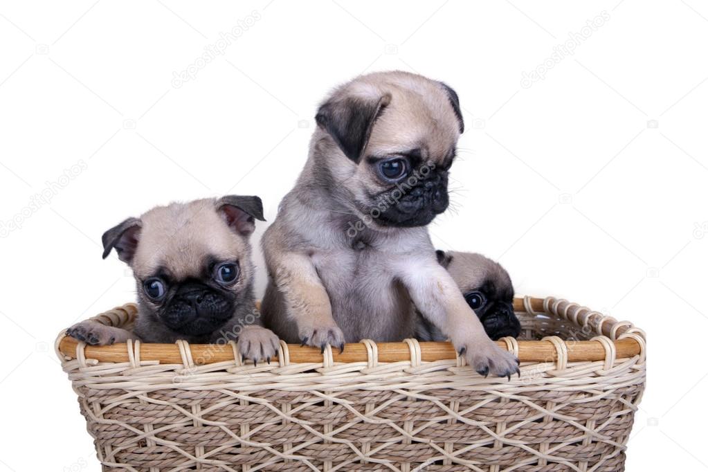 three pug puppy in a basket