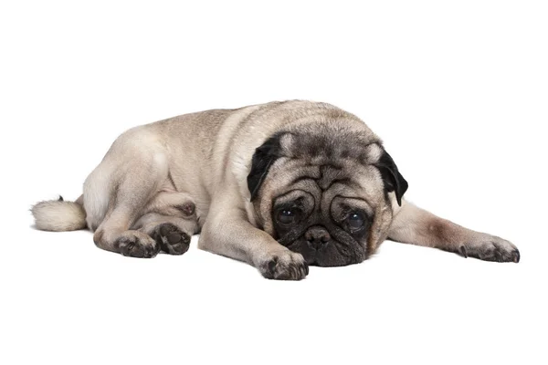 Schattig Pug Dog — Stockfoto