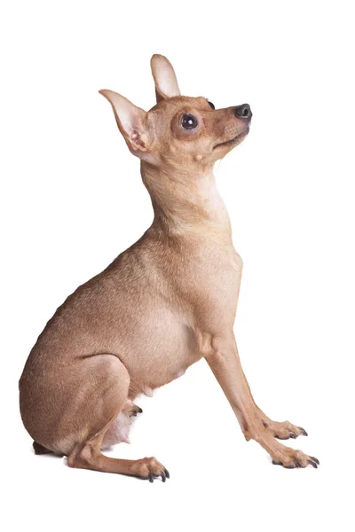 Vuxen chihuahua — Stockfoto