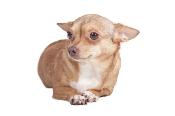 Chihuahua adulto — Foto Stock