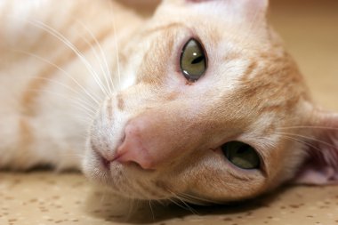 oryantal kedi